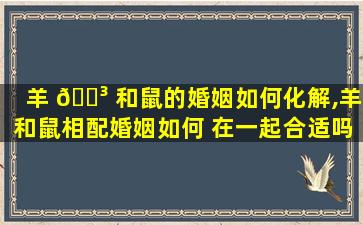 羊 🌳 和鼠的婚姻如何化解,羊和鼠相配婚姻如何 在一起合适吗